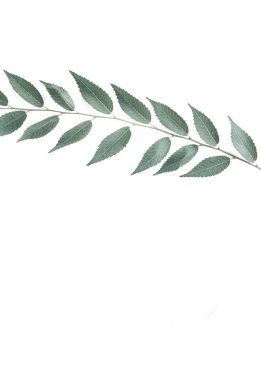 Şube bir boşaltmak beyaz zemin üzerine.