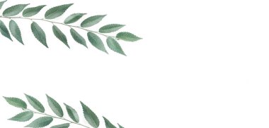 Şube bir boşaltmak beyaz zemin üzerine.