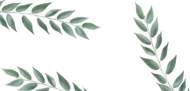 Şube bir boşaltmak beyaz zemin üzerine..