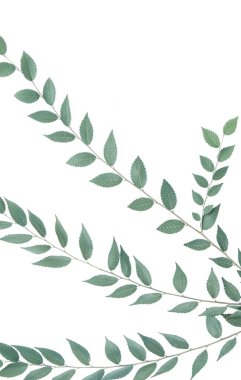 Şube bir boşaltmak beyaz zemin üzerine..