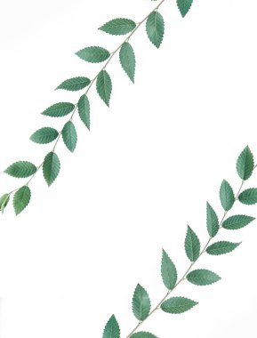 Şube bir boşaltmak beyaz zemin üzerine.