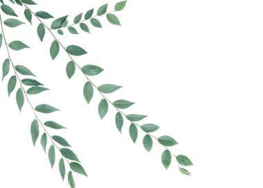 Şube bir boşaltmak beyaz zemin üzerine..