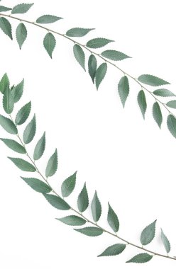 Şube bir boşaltmak beyaz zemin üzerine.