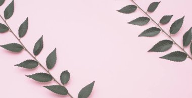 Pastel pembe bir arka plan üzerinde şube. 