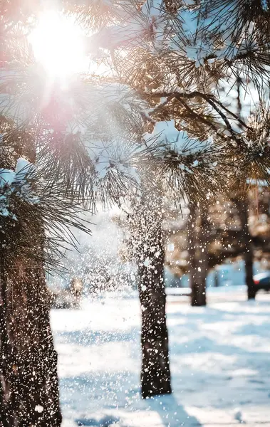 Snöiga Väder Solig Dag — Stockfoto