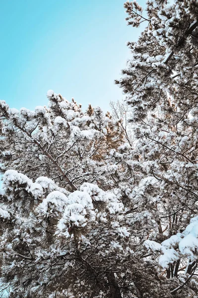 Snöiga Väder Solig Dag — Stockfoto