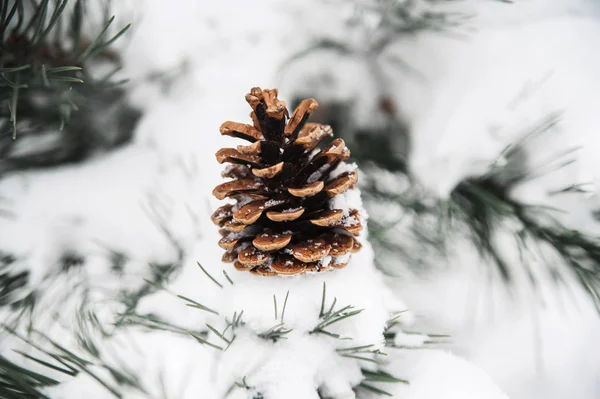 Cone in white snow.