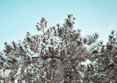 Güneşli bir gün karlı havalarda.