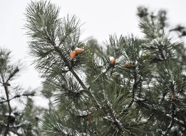 Snowy Pogody Słoneczny Dzień — Zdjęcie stockowe