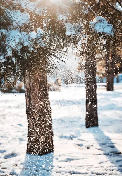 Snöiga Vädret Solig Dag — Stockfoto