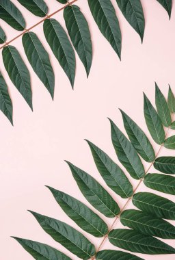 Pembe bir arka plan üzerinde yeşil şube.