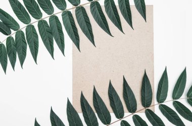 Arka plan üzerinde tropikal yaprak.