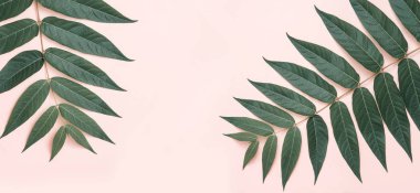 Pembe bir arka plan üzerinde yeşil şube.