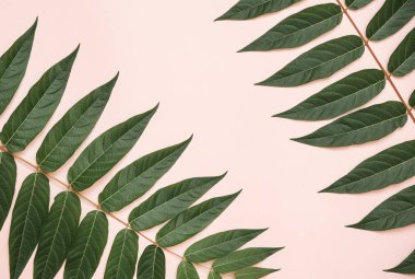 Pembe bir arka plan üzerinde yeşil şube.