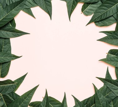 Pembe bir arka plan üzerinde yeşil şube.