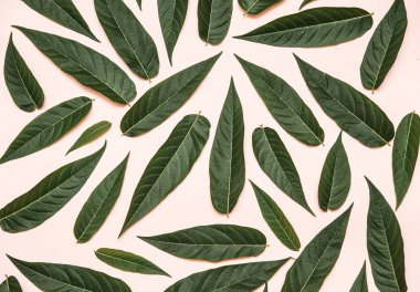 Pembe bir arka plan üzerinde yeşil şube.