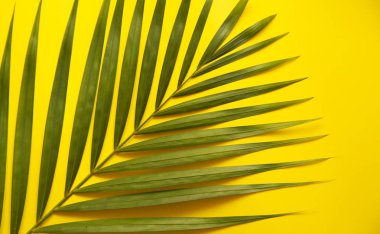 Palmiye ağacı yaprak pembe bir arka plan üzerinde. 