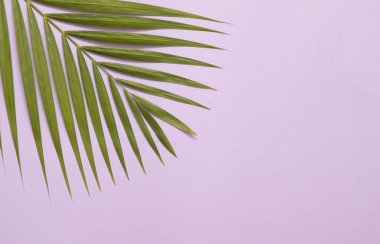 Renkli arkaplanda palmiye yaprağı.