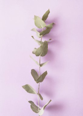 Okaliptüs pastel pembe bir arka plan üzerinde. 