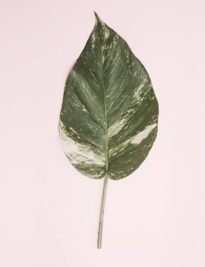 Colofrul arka plan üzerinde tropikal yaprak. 