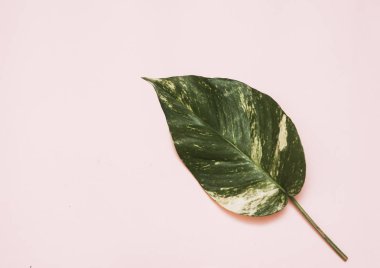 Arka plan üzerinde tropikal yaprak.