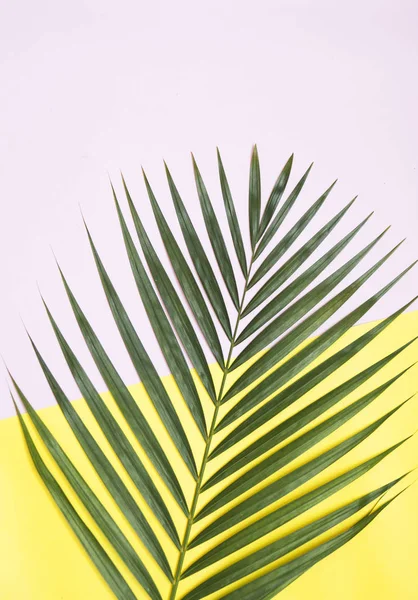 Palm Tree Leaf Pink Background — Stock Photo, Image