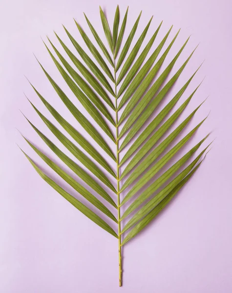 Palm Boom Blad Roze Achtergrond — Stockfoto