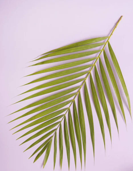 Palmboomblad Kleurrijke Achtergrond — Stockfoto