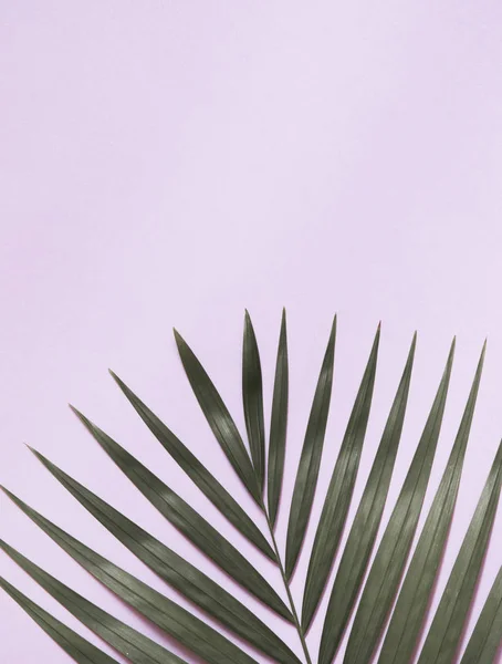 粉红色背景下的棕榈树叶 — 图库照片