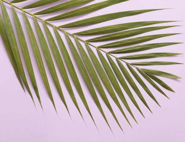 Palm Tree Leaf Pink Background — Stock Photo, Image