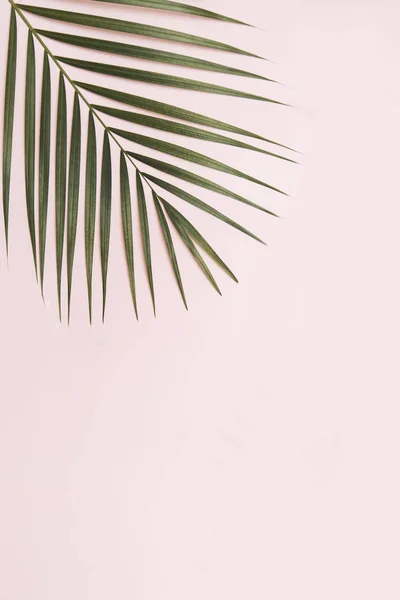 Palm Tree Leaf Pink Background — Stock Photo, Image