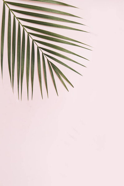 Пальмовый лист на розовом фоне
. 