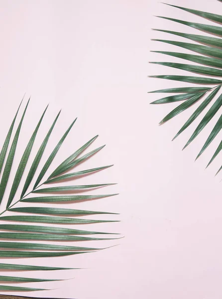 Пальмовий Лист Барвистому Фоні — стокове фото