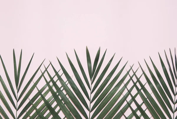 Пальмовий Лист Рожевому Фоні — стокове фото