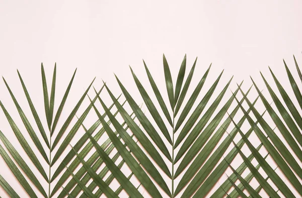 Palm Tree Leaf Colorful Background — Stock Photo, Image