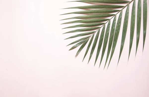 Пальмовий Лист Барвистому Фоні — стокове фото