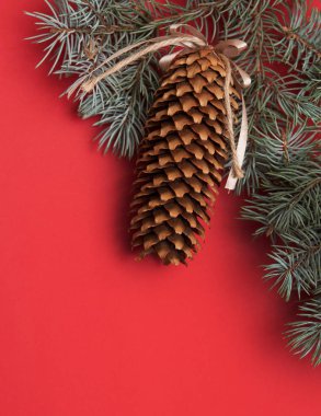 Pinecones renkli arka plan üzerinde.