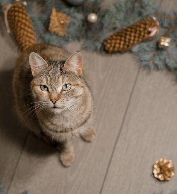 Noel dekorasyonları ahşap zemin üzerine sevimli kedi.