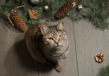 Noel dekorasyonları ahşap zemin üzerine sevimli kedi.