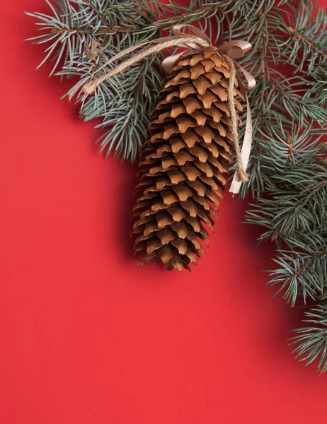 Pinecones renkli arka plan üzerinde.