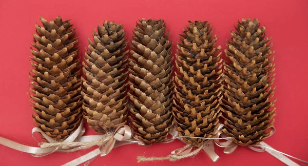 Pinecones Sobre Fondo Colorido —  Fotos de Stock