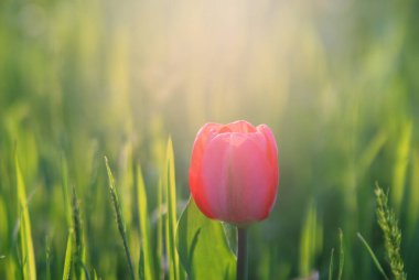Çimen çiçek açması lale. Merhaba bahar.