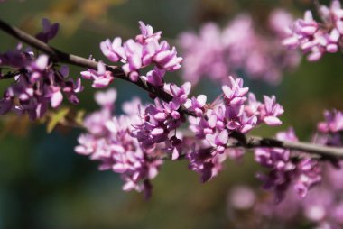 Çiçek açan kiraz dalı. Merhaba bahar..