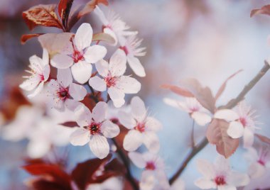 Çiçek açan kiraz ağacı.. 