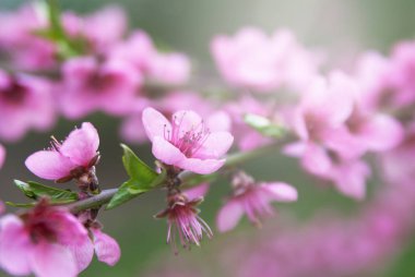 Çiçek açan kiraz ağacı.. 