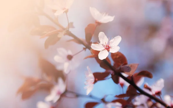 Uma Cerejeira Florescente — Fotografia de Stock