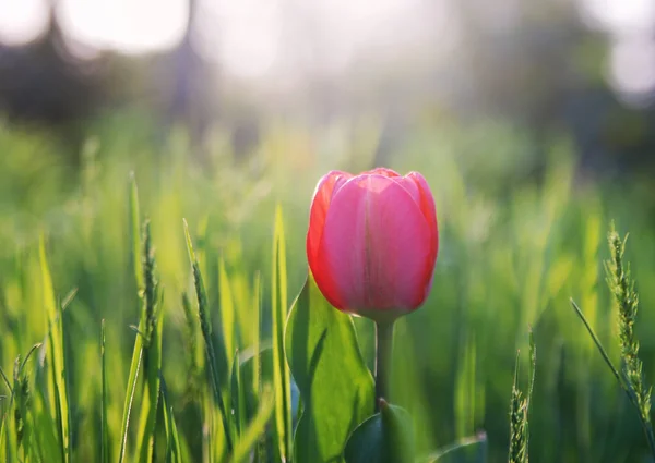 Des Tulipes Fleuries Dans Herbe Bonjour Printemps — Photo