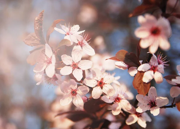 꽃피는 벚나무가지 — 스톡 사진