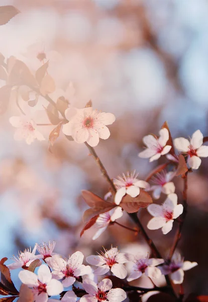 Uma Cerejeira Florescente — Fotografia de Stock