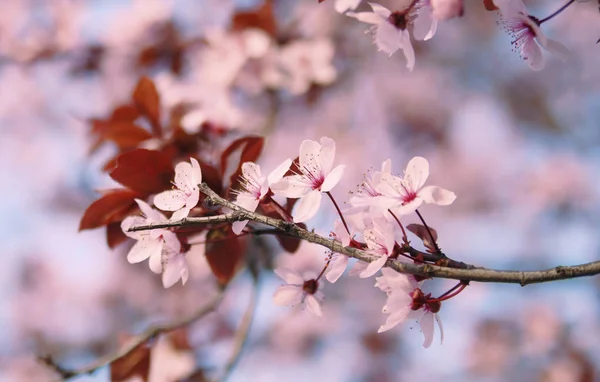 꽃피는 벚나무가지 — 스톡 사진